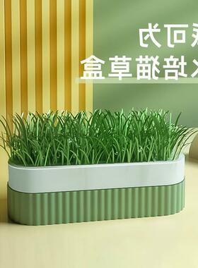 。cat grass hydroponic box pie can be potted seeds for young