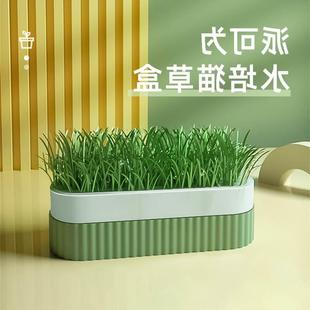 。cat grass hydroponic box pie can be potted seeds for young