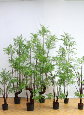 景源波斯蕨工厂现货直销