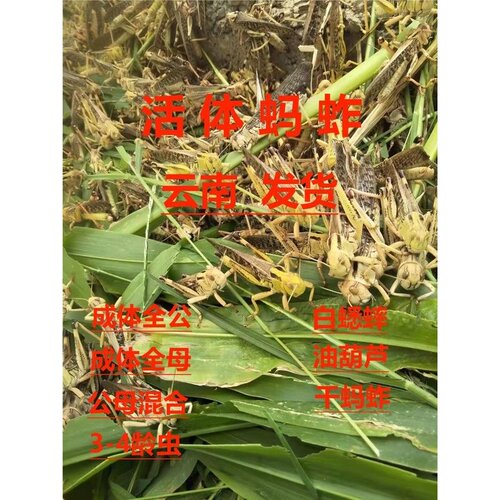 全公蚂蚱活虫东亚飞蝗包邮蝗虫蚱蜢干蚂蚱活蚂蚱纯公蚂蚱红娘胡蜂