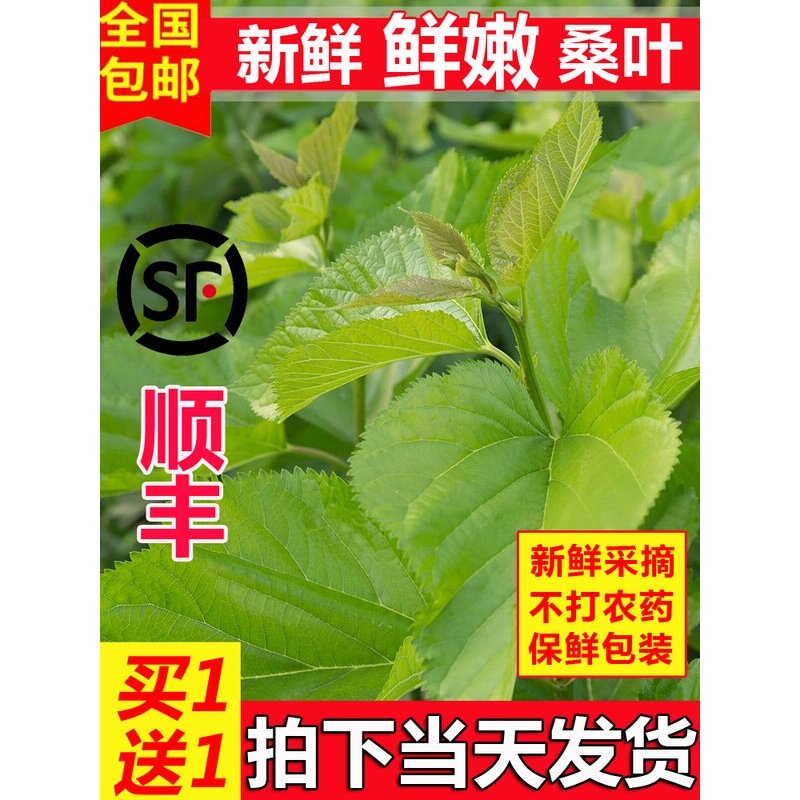 新鲜桑叶喂蚕现摘桑树叶学生养蚕套装鲜嫩食物大小蚕卵蚕宝宝饲料