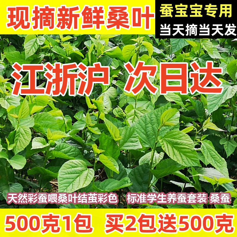 桑叶新鲜小蚕嫩桑叶蚕宝宝饲料桑叶新鲜树苗桑叶叶大农家自种蚕桑
