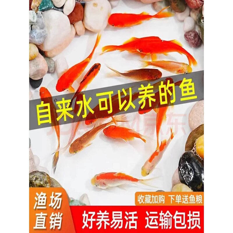 小金鱼黄金锦鲤黑金淡水鱼好养耐活冷水鱼活体红草金鱼观赏鱼