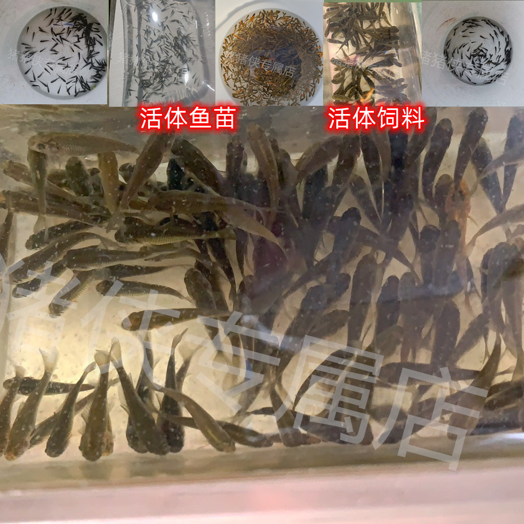 喂乌龟吃的小活鱼苗小型养殖鳄龟淡水金龙鱼食用小鱼泥鳅活饵饲料