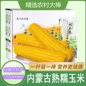 秋天 特产 味道内蒙古糯玉米即食粘玉米棒甜糯巴彦淖尔12支真空装