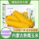 秋天 特产 味道内蒙古糯玉米即食粘玉米棒甜糯巴彦淖尔12支真空装