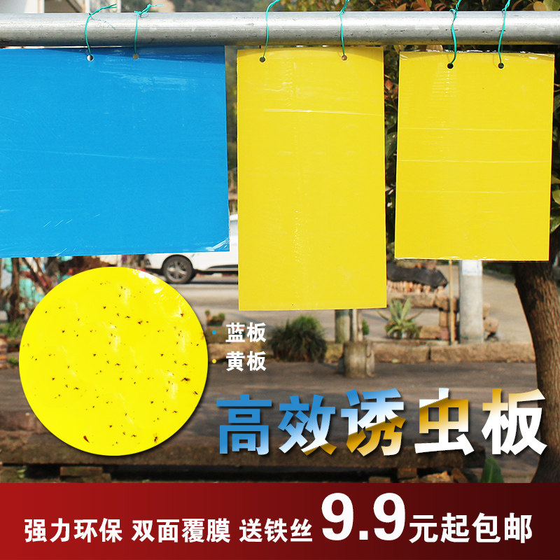 速发园艺诱虫板粘虫农 蔬面覆膜 板区大棚果双强力环保黄板蓝板杀