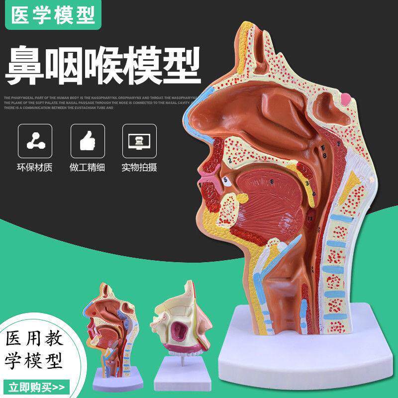 速发人体鼻腔解剖模型鼻子模型耳鼻喉科模型病变鼻腔鼻咽喉鼻子结