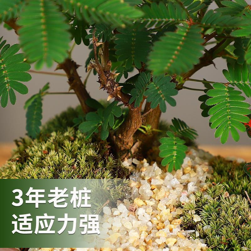 速发彩虹含羞草盆栽老桩盆室趣味植物台景养绿植好内五彩花卉害羞
