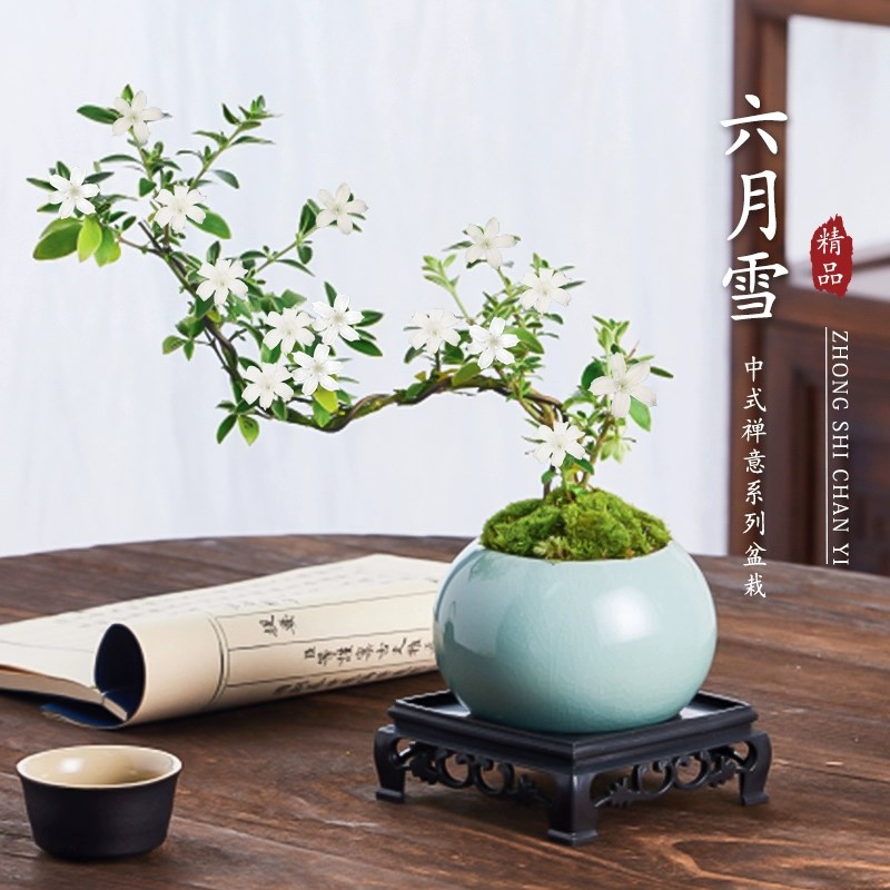 速发六月雪盆景悬崖老桩室物小盆栽面叶赤楠造型摆件中式茶植桌小