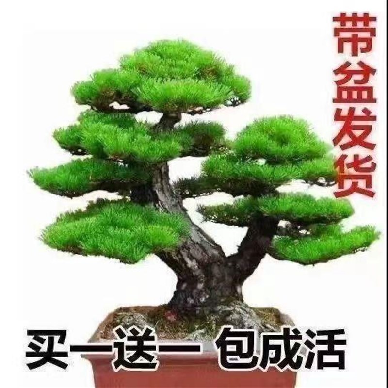 现货真松树盆景迎客松真树四季常青耐寒植物花卉室内外松树盆地栽