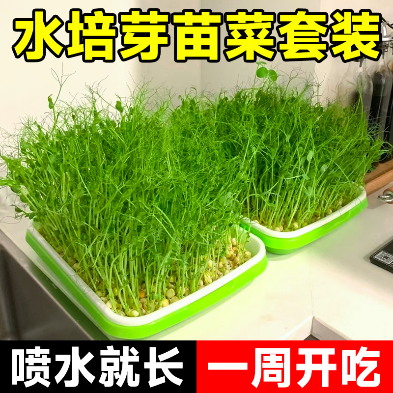 速发芽芽发豆神器豌豆苗芽苗菜豌菜尖种孑无土栽培水培蔬豆设备育