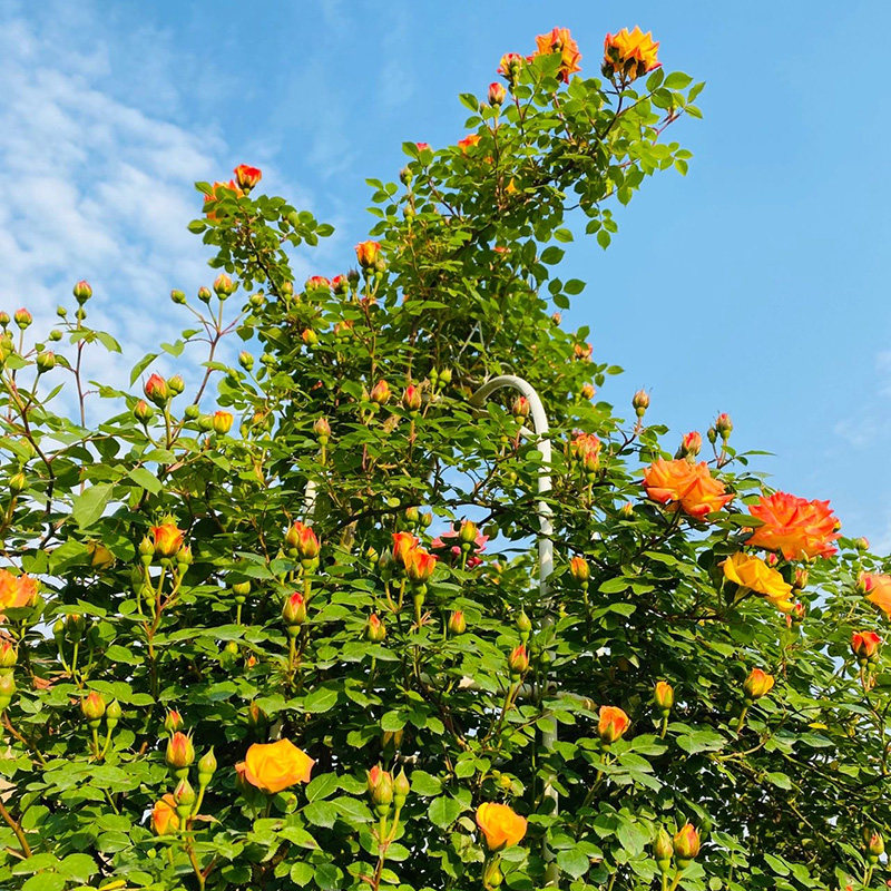 速发藤彩开月季花苗爬藤花卉多花蔷薇庭院台攀援植物爬墙花多季虹,鲜花速递/花卉仿真/绿植园艺,月季/蔷薇/玫瑰,淘宝优惠券,粉丝福利购,淘宝优惠卷