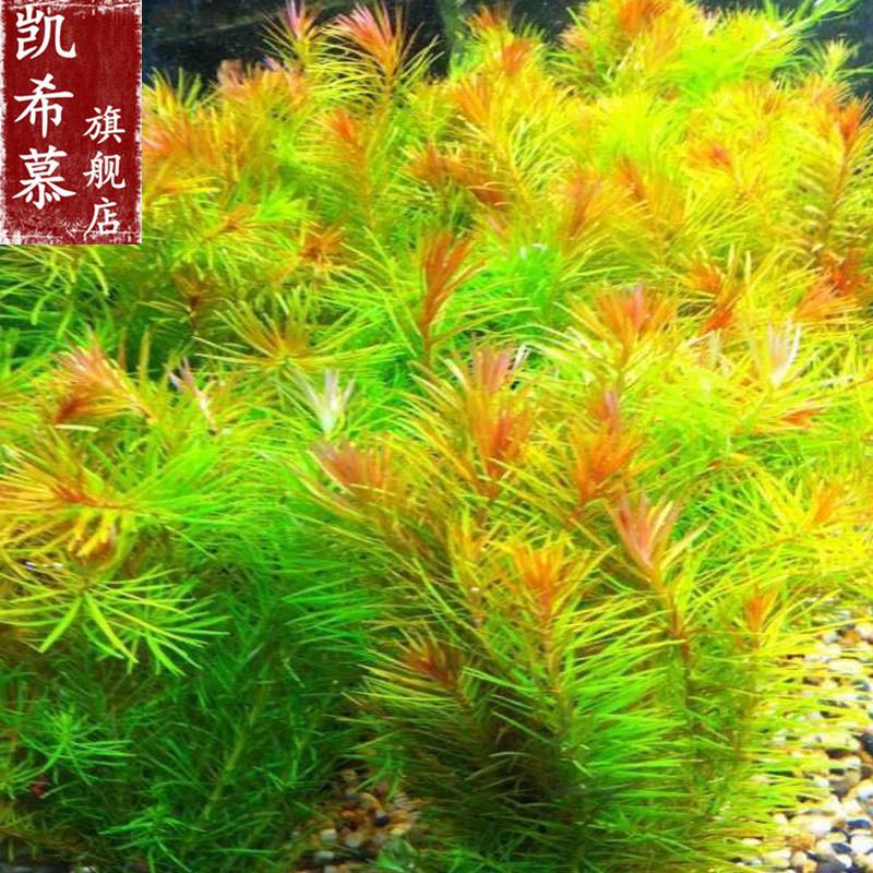 速发水草活体鱼缸造景好活易养 真水草增氧水下叶植物绿菊蜈蚣草