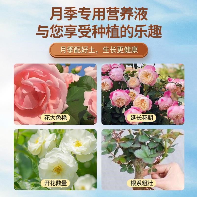 速发月季花营养液月季花肥料肥促花养花玫瑰花蔷薇花爆花肥料