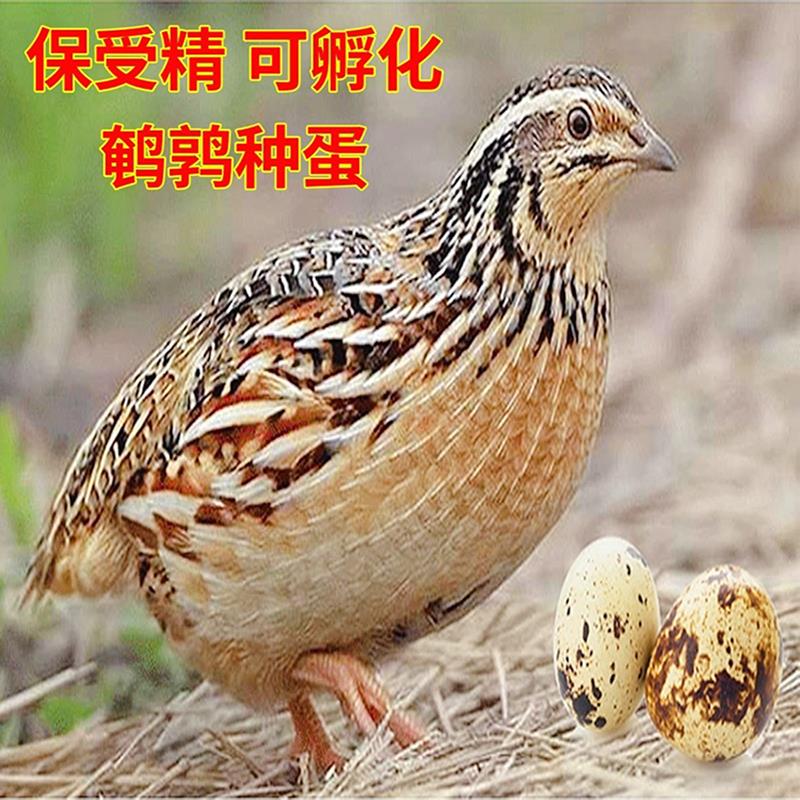 速发当天新种鹌鹑鲜蛋 可孵化北韩黑公受母高产蛋鹌鹑鸟蛋黄精蛋