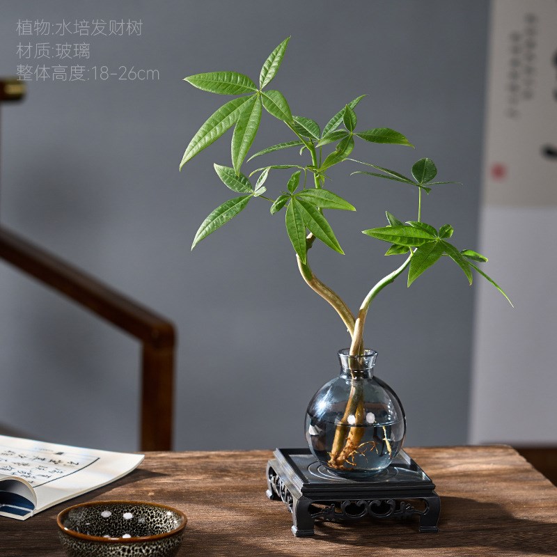 速发发植树小盆栽水培植物办公客绿财室内室厅桌面树水养花卉摆件