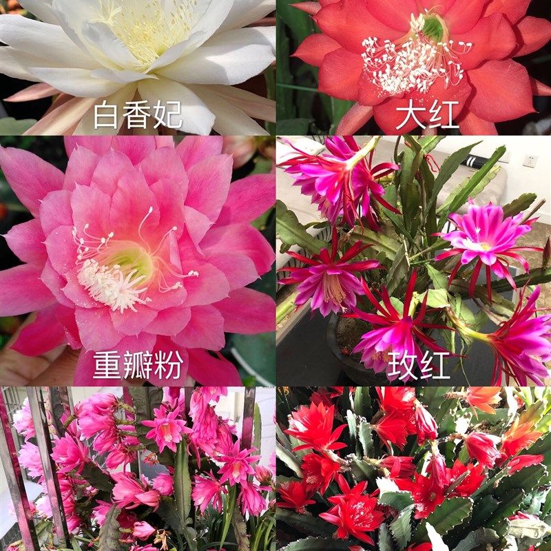 现货玫红荷花令箭荷花苗带根盆栽仙人剑花昙花室内花苞孔雀兰多肉