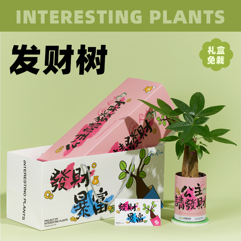 【奇趣植物】发财树懒人情绪植物室内盆栽绿植配礼盒袋男女友礼物,鲜花速递/花卉仿真/绿植园艺,情绪植物,淘宝优惠券,粉丝福利购,淘宝优惠卷