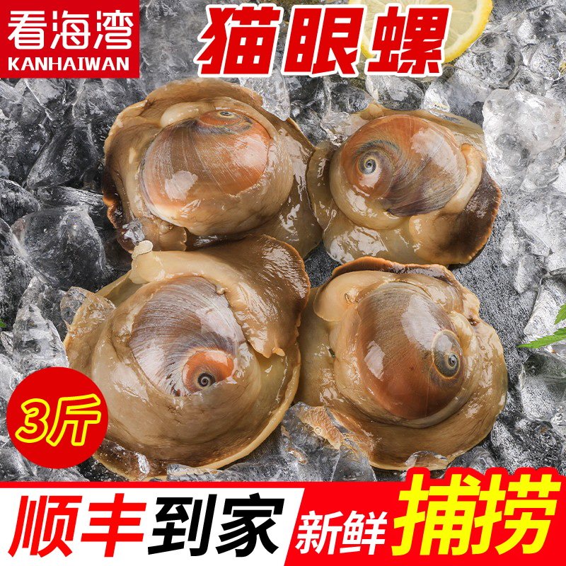 看海湾 大号鲜活猫眼螺顺丰包邮鲍螺海鲜新鲜捕捞海螺老婆脚3斤装