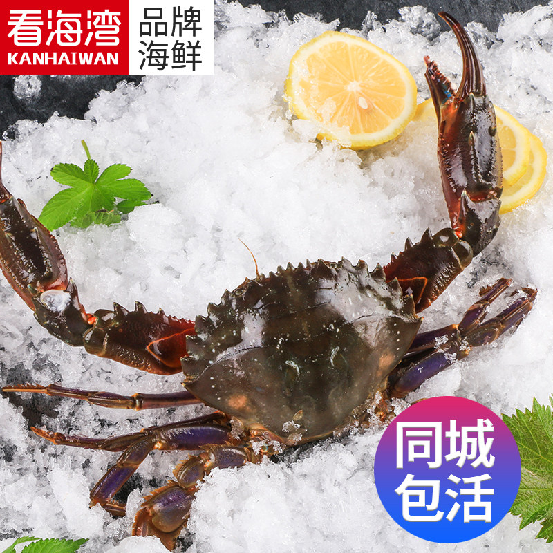 看海湾海鲜赤甲红鲜活铁脚蟹水产海蟹类制品石夹红特大2-3只/斤