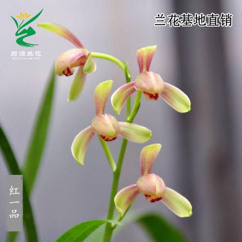翁源兰花建兰红一品带花浓香易养