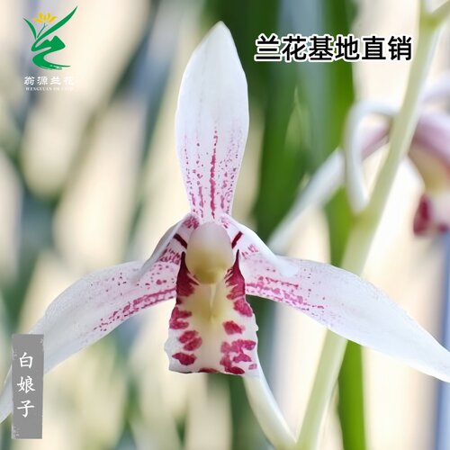 新手好养开花浓香喜花里兰花苗