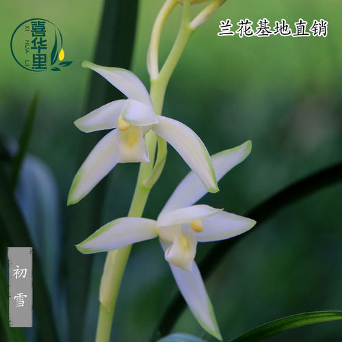 翁源兰花建兰素花初雪带花浓香型