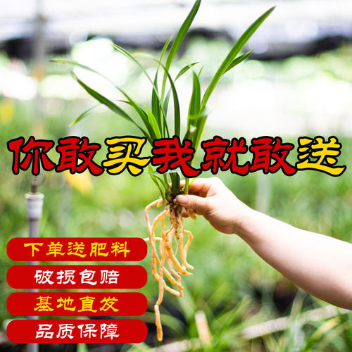 喜华里翁源兰花苗裸根发当年开花