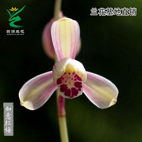 翁源兰花喜花里建兰红花如意红梅开花浓香型好养室内绿植花卉盆栽