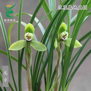 翁源兰花苗喜花里老种春兰龙字正品 宋梅带花浓香好养室内花卉盆栽