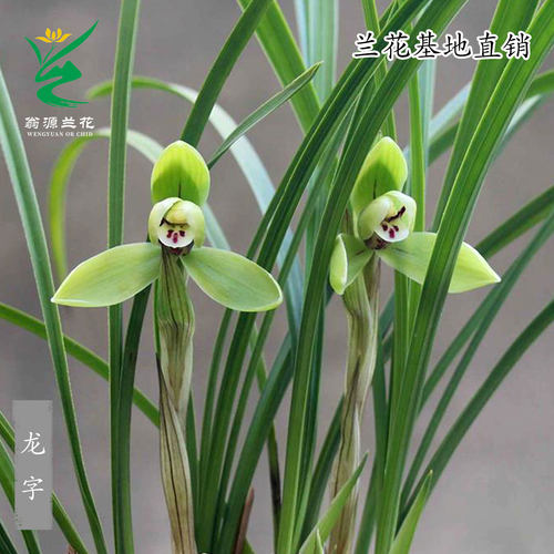 老种春兰龙字宋梅带花浓香好养卉