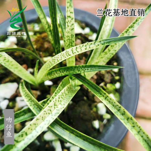 高端春兰艺草吻仔鱼蛇斑艺带花香