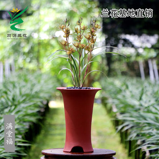 高端寒兰艺草奇花满堂福细叶白月光四季建兰七彩丹霞带花浓香好养