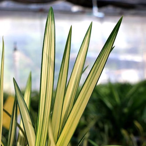 香福隆四季建兰中透中稿艺草好养