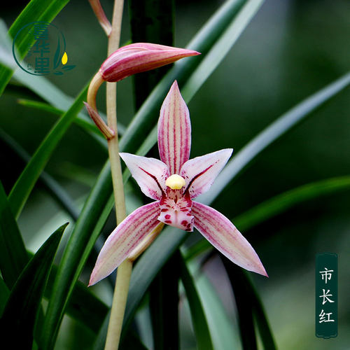 喜花里四季好养红花市长红浓香型