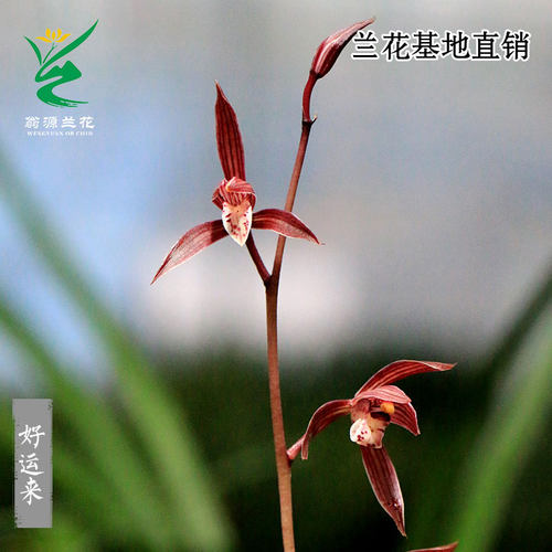 翁源兰花墨兰好运来红韵丹霞浓香