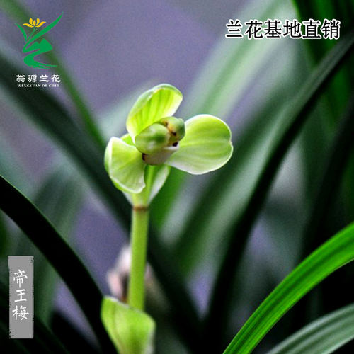 翁源兰花春兰老种帝王梅带花浓香