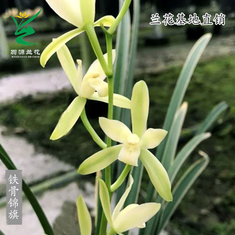 翁源兰花苗喜花里建兰铭品金边叶艺铁骨锦旗好养浓香室内客厅花卉