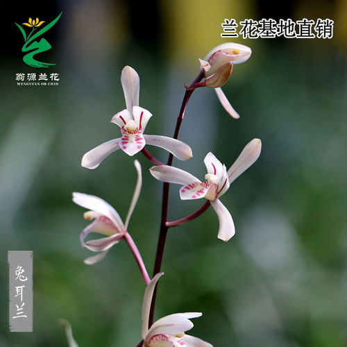 兔耳兰喜华里新手好养绿植花卉