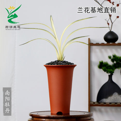 翁源兰花南阳牡丹浓香型带花好养