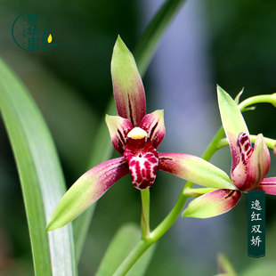 翁源兰老种四季建兰花苗逸红双骄小国魂香妃带花浓香好养室内花卉