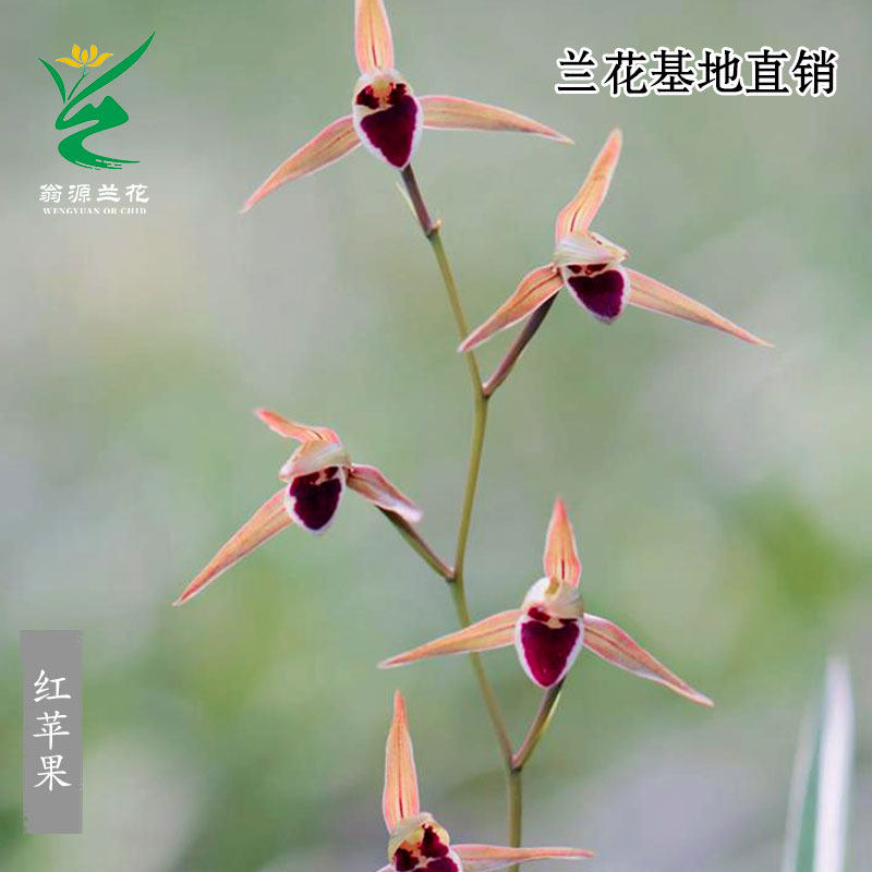 翁源兰花喜花里老种寒兰红苹果正品彩素带花浓香好养室内花卉盆栽