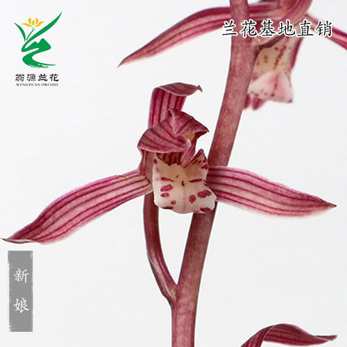 喜花里墨兰铭品带花浓香好养