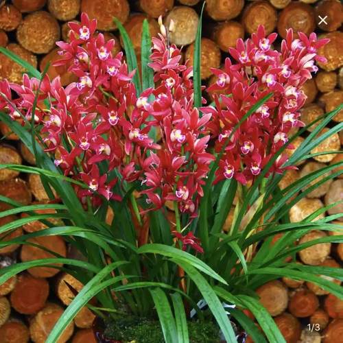 兰花苗红花浓香红双喜红将军