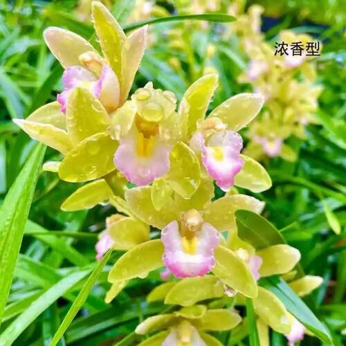 翁源兰花香水香兰带花浓香好易养