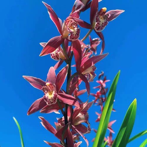 翁源兰花大花蕙兰高档客厅带花香