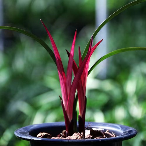 喜花里建兰红花精品红草红荷好养