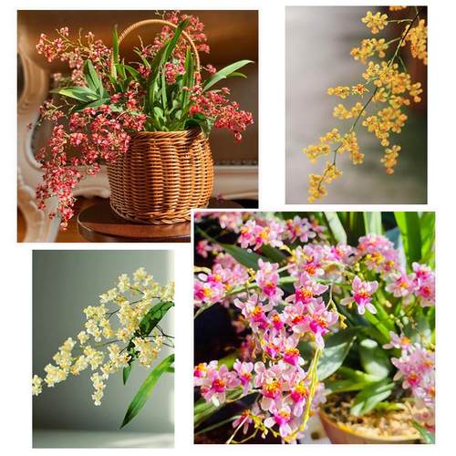 喜花里兰花苗梦香咖啡兰带花浓香