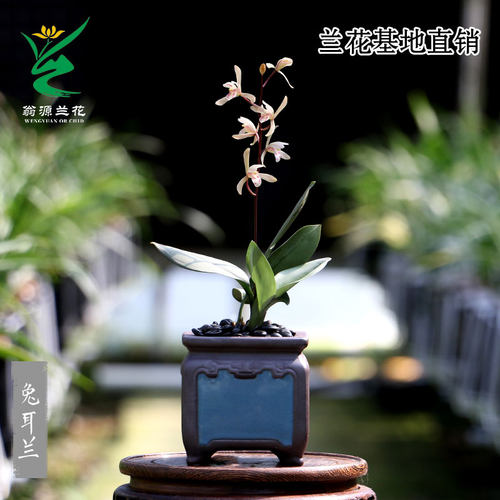 翁源兰花兔耳兰粉色花小巧好易养
